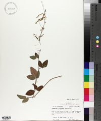 Desmodium glabellum image