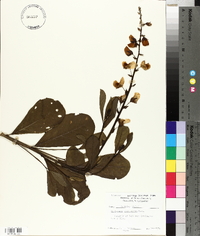 Crotalaria spectabilis image