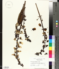 Crotalaria spectabilis image
