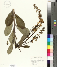 Crotalaria spectabilis image