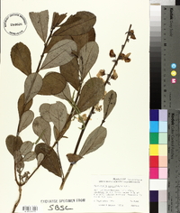 Crotalaria spectabilis image