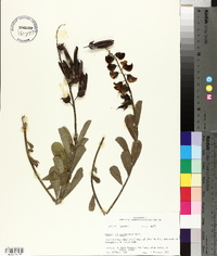 Crotalaria spectabilis image