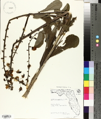 Crotalaria spectabilis image