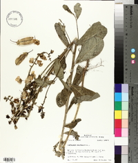 Crotalaria spectabilis image