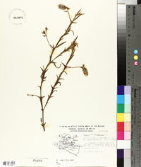 Crotalaria sagittalis image