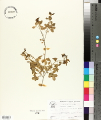 Crotalaria capensis image