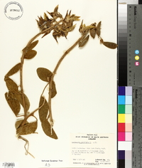 Crotalaria cunninghamii image