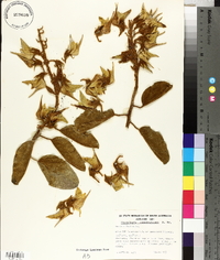 Crotalaria cunninghamii image