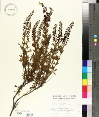 Cytisus nigricans image