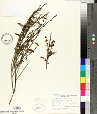 Cytisus scoparius image