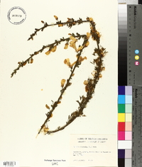 Cytisus scoparius image
