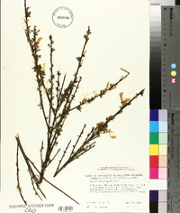 Cytisus scoparius image