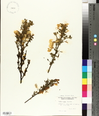 Cytisus scoparius image