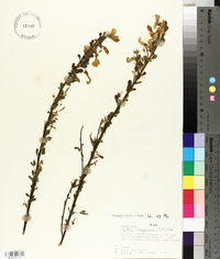 Cytisus scoparius image