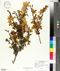 Cytisus scoparius image