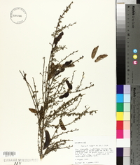 Cytisus scoparius image