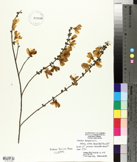 Cytisus scoparius image