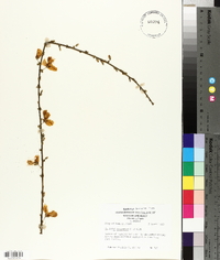 Cytisus scoparius image