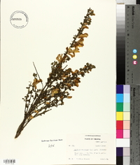 Cytisus scoparius image