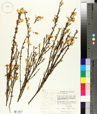 Cytisus scoparius image