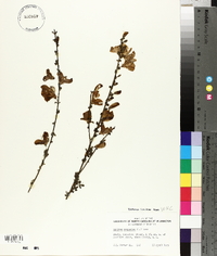 Cytisus scoparius image