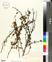 Cytisus scoparius image