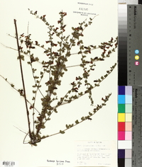 Cytisus scoparius image