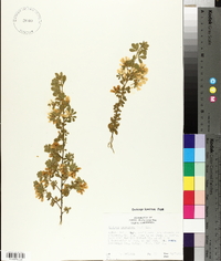 Cytisus scoparius image