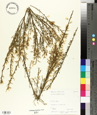 Cytisus praecox image