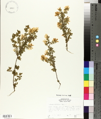 Genista monspessulana image