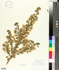 Genista monspessulana image