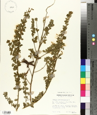 Genista monspessulana image