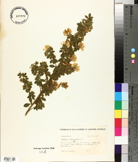 Genista canariensis image