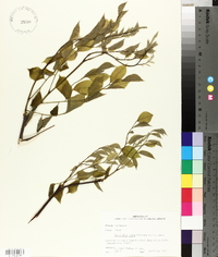 Cladrastis kentukea image