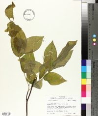 Cladrastis kentukea image