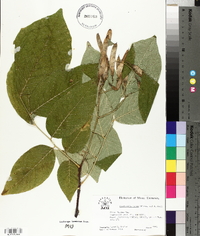 Cladrastis kentukea image