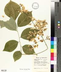 Cladrastis kentukea image