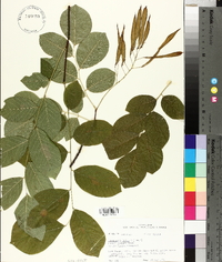Cladrastis kentukea image