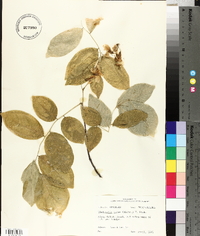 Cladrastis kentukea image