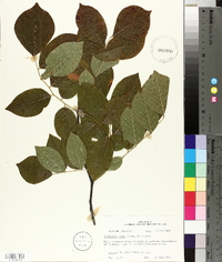 Cladrastis kentukea image