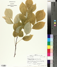 Cladrastis kentukea image