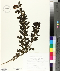 Chamaecytisus hirsutus image