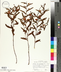 Chamaecrista deeringiana image