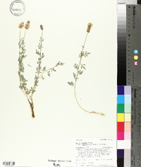 Dalea candida var. oligophylla image