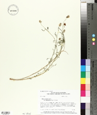 Dalea candida var. oligophylla image