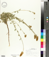 Dalea aurea image