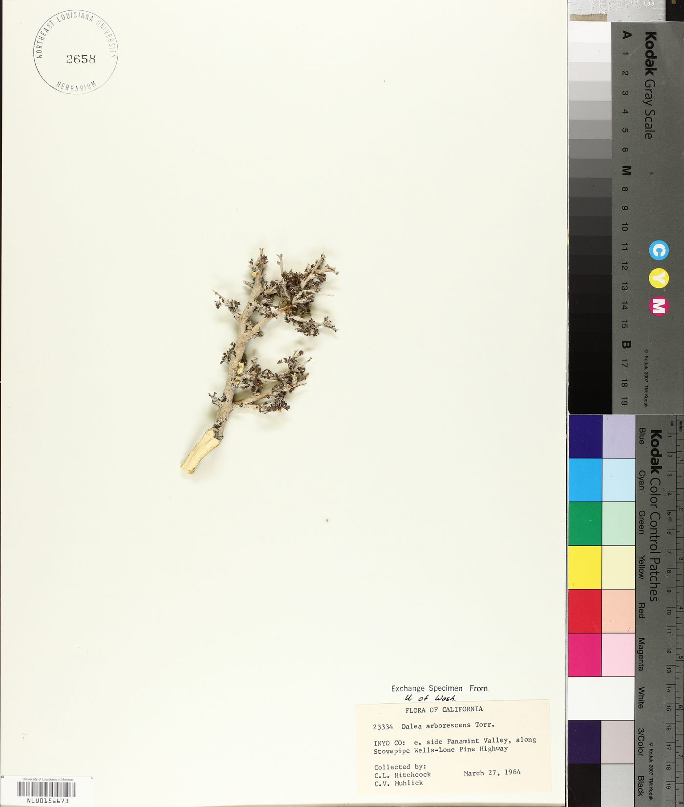 Dalea arborescens image