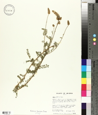 Dalea albiflora image