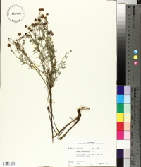 Dalea frutescens image