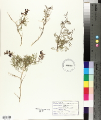 Psorothamnus fremontii var. fremontii image